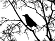 Schattenriss, Silhouette eines Vogels im Baum