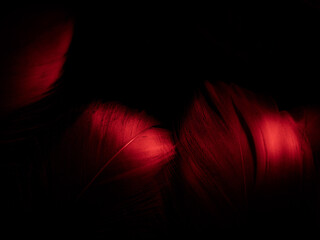 Wall Mural - Beautiful abstract red feathers on dark background and soft white feather texture on red texture pattern and red background, pink feather wallpaper, love theme, wedding valentines day