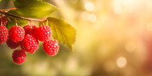 Ripe Raspberry On A Branch Close Up. Red Raspberry On A Bush On A Blurred Background. Banner With Copy Space. Generative AI