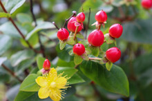 赤い実と黄色い花が咲くヒペリカム