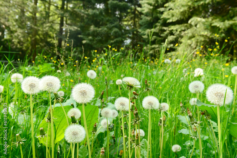White dandelion flowers in green grass outdoors