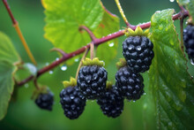 Blackberries On The Bush