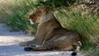 Wilde Löwen in Namibia
