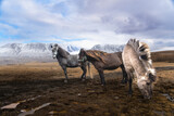 Fototapeta Pomosty - icelandic ponys in the mountains