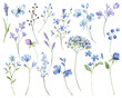 Blue flowers digital illustration, summer design, watercolor hand painting. Perfectly for printing, sublimation.	