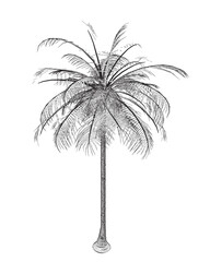 Poster - Hand drawn tropical palm tree. Vector outline of hawaii beach palm tree, fern and frond outline, botany flora tropical illustration. Contours Isolated on White Background. Vector illustration.