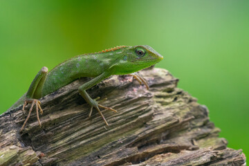 Wall Mural - A maned forest lizard Broncochela jubata basking on a chunk of wood with natural bokeh background 