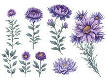 Set Of Watercolor Aster Flower On Transparent Background, Generative Ai