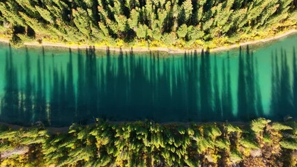 Wall Mural - a drone view of the river in the woods. an aerial view of an autumn forest. winding river among the 