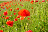 Fototapeta Maki - field of red poppies