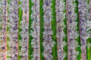 Poster - The grass strips