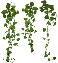 Plante Retombante Ou Suspendue. Feuillage Comme Philodendron, Potos Ou Lierre. Lianes Séparées Et Individuelles