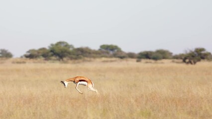 Canvas Print - a Springbok jumping for joy