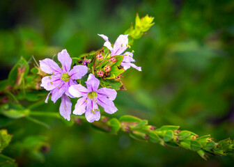 Wall Mural - Small pale purple wildflowers blooming along the nature trail.