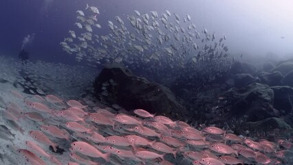 Wall Mural - Fish schooling in the clear water of the Atlantic Ocean	