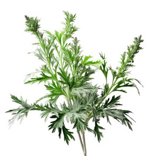  Artemisia Ornamental Plants Flower  Isolated On White Background Png.