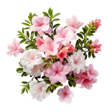 Azaleas Ornamental Plants Flower  Isolated On White Background Png.