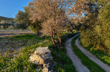 Wall Mural - country road through olive gardens and blooming meadows at spring (Alacati , Izmir province, Turkiye)