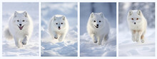 Snowy Atmosphere And A Cute Set Of White Snow Fox Running And Jumping In Nature. Created With Generative AI Technology.