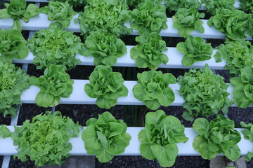 Wall Mural - Hydroponics lettuces Organic fresh harvested vegetables,Farmers hands holding fresh vegetables