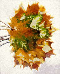 Wall Mural - Bouquet of fall maple leaves digital watercolors