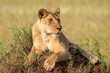 Beautiful lion lioness sitting on a mound of dirt in Serengeti National Park Tanzania Africa