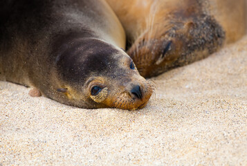 Wall Mural - Ecuador. The Galapagos Islands. Seals are sleeping on the beach. Beaches of the Galapagos Islands. Pacific Ocean. Seals in Ecuador. Animals of the Galapagos Islands.