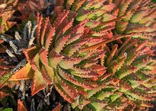 Closeup Of Short-leaved Aloe Plant