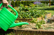 Watering garden cucumbers with a watering can. Gardening concept.
Podlewanie ogórków ogrodowych konewką. Koncepcja ogrodnictwa.
