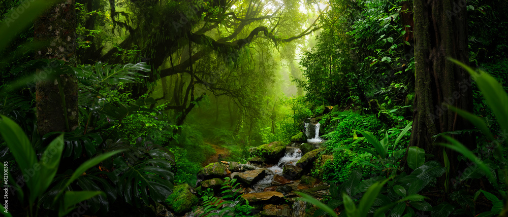 Tropical rain forest in Central America Stock Photo | Adobe Stock