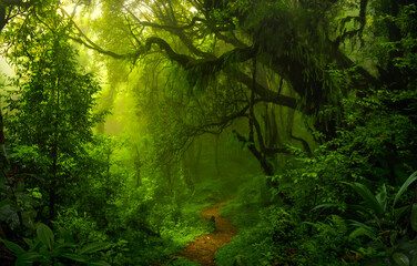 Wall Mural - Tropical rain forest in Central America