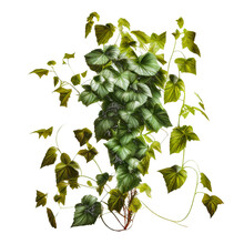 PNG File. Ivy Leaves Isolated On White, Loach. Green Leaf In Png Format.