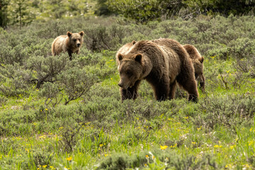 Wall Mural - Grizzly #610 (Ursus horribilis) with her 3 cubs in sagebrush meadow;  Grand Teton National Park; Wyoming