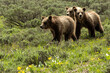 Grizzly #610 (Ursus horribilis) with her 3 cubs in sagebrush meadow;  Grand Teton National Park; Wyoming