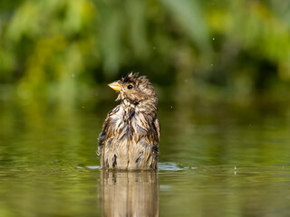 Poster - Corn bunting, Emberiza calandra