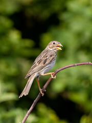 Poster - Corn bunting, Emberiza calandra