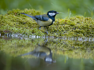 Canvas Print - Great tit, Parus major