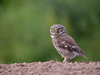 little owl, athene noctua,