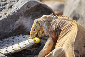 Poster - Barrington land iguana on Santa Fe Island, Galapagos National Park, Ecuador