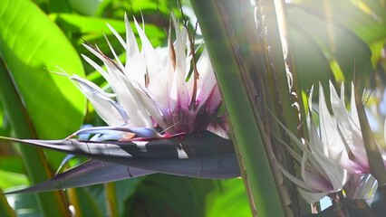 Wall Mural - Beautiful Strelitzia Nikolai flowers blooming. Giant white bird of paradise plant with flowers. Wold banana. Close-up. Garden, Garden