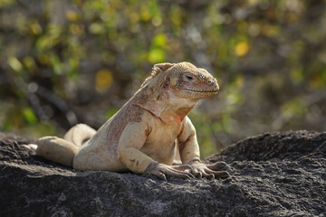 Canvas Print - Barrington land iguana on Santa Fe Island, Galapagos National Park, Ecuador