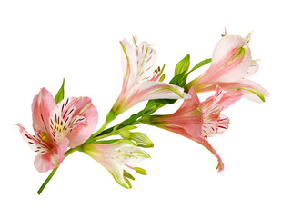 Wall Mural - coral alstroemeria flowers and buds isolated on white or transparent background