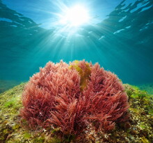 Red Seaweed With Sunlight Underwater In The Ocean (harpoon Weed Alga Asparagopsis Armata), Atlantic Ocean, Spain, Galicia