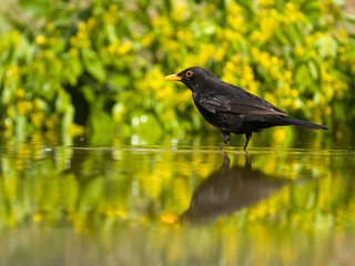 Sticker - Blackbird, Turdus merula