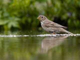 Poster - Corn bunting, Emberiza calandra