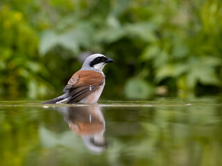 Poster - Red-backed shrike, Lanius collurio