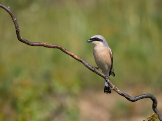 Poster - Red-backed shrike, Lanius collurio