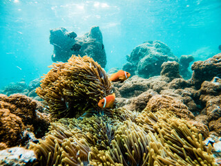 Wall Mural - corals and tropical fish underwater sea life