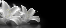 Close-up Of White Lily Flowers On Black Background. 21 To 9 Aspect Ratio. Generative AI