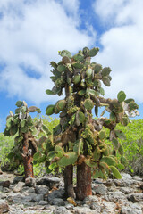 Wall Mural - Prickly pear cactus trees on South Plaza Island, Galapagos National Park, Ecuador.